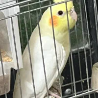 عروس هلندی لوتینو|پرنده|اصفهان, خواجو|دیوار