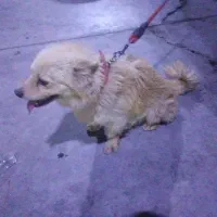 سگ پا کوتاه فوق العاده با هوش
