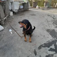 سگ روت ولیر|سگ|اهواز, نادری|دیوار