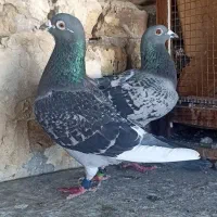 ۱جفت پلاکی نرو ماده گرفتنی عراق