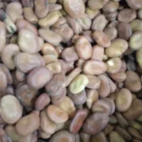 باقالا خوشک|خوردنی و آشامیدنی|قم, کیوانفر|دیوار