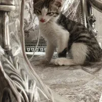 گربه