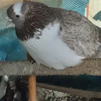 کبوتر پرشی|پرنده|فاضل آباد, |دیوار