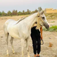 اسب|اسب و تجهیزات اسبسواری|حمیدیه, |دیوار
