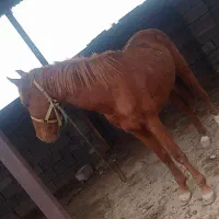 اسب|اسب و تجهیزات اسبسواری|جیرفت, |دیوار