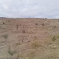 زمین باغی|فروش خانه و ویلا|هریس, |دیوار