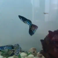 ماهی گوپی|ماهی|اهر, |دیوار