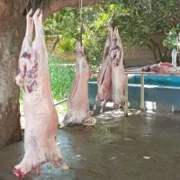 گوسفند بره کهره شهرک صنعتی|حیوانات مزرعه|شیراز, شهرک صنعتی شیراز|دیوار