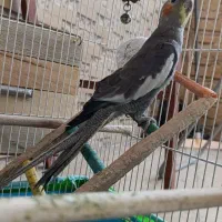 عروس هلندی