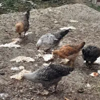 کبابی محلی با خروس لاری دورگ گردن لختی|حیوانات مزرعه|گوراب زرمیخ, |دیوار