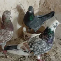 کبوتر تک پر اس
