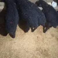 چهاربره نر ریزقره قزل