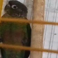 گرینچیک .لوسی وخوابیدنش،و توپ بازی|پرنده|کرج, عظیمیه|دیوار