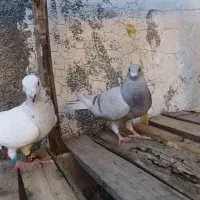 پرنده|پرنده|شیراز, دشت چنار|دیوار
