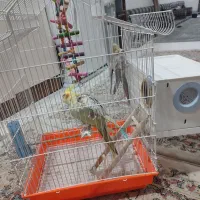 فروش عروس هلندی نر و ماده یکی دستی کامل