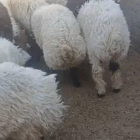 فروش بره ترکی نر و ماده|حیوانات مزرعه|اشکذر, |دیوار