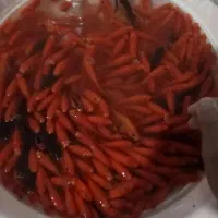 ماهی قرمز عید