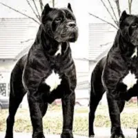 3تا توله گلدن 2 تا روت وایلر نر و ماده 1 ژرمن نر