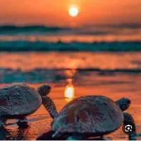 گشت جزیره قشم دربست همراه با لیدر محلی