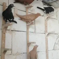 جفت نرماده جوجه پلنگ زرد