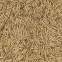 تخم جو هاشمی درجه یک