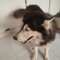 هاسکی  نر بالغ باهوش با ادب بی سر صدا|سگ|گرگان, |دیوار