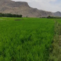 برنج چمپا|خوردنی و آشامیدنی|اصفهان, کوی امیریه|دیوار