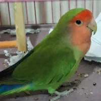 طوطی سبز