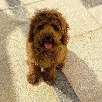 سگ پودل وارداتی