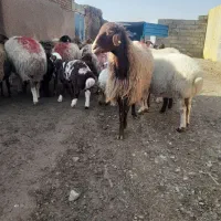 گوسفند میش زایده|حیوانات مزرعه|ششطراز, |دیوار