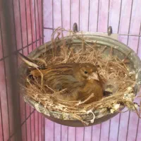 قناری به همراه جوجه ها