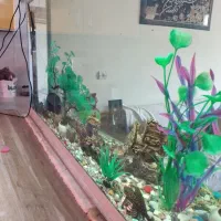 آکواریوم معاوضه با گوپی یا کت فیش