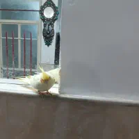 عروس هلندی گمشده|پرنده|قم, نیروگاه|دیوار
