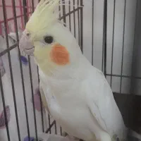 عروس هلندی لوتینو رام ماده