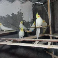 عروس هلندی لوتینو|پرنده|ابهر, |دیوار