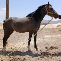 کره اسب مادیون|اسب و تجهیزات اسب‌سواری|کنگاور, |دیوار