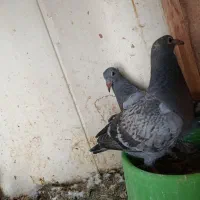 جوجه پلاکی کبوتر