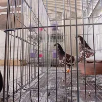 کبوتر افشون کار داده عالی