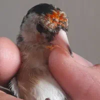 جوجه سهره نیم گل نشوندارکیاسر معاوضه با سهره قناری|پرنده|ری, ولی آباد|دیوار