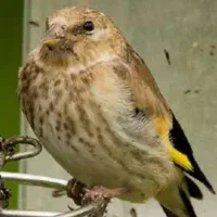 جوجه سهره