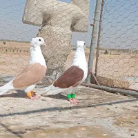 کبوتر پشتار