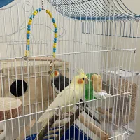 عروس هلندی مولذ|پرنده|آستارا, |دیوار