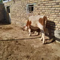 ۳ راس گوساله