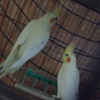 عروس هلندی