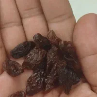 مویز درشت و گوشتی شاهرود