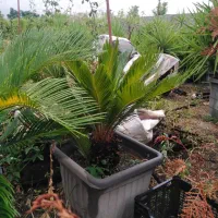 سیکاس گلدانی|گل و گیاه طبیعی|ساری, |دیوار