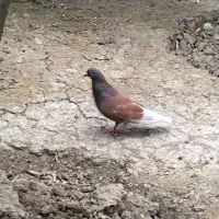 کبوتر پرشی|پرنده|ساری, |دیوار