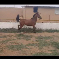 فروش کره ۲۵ماهه کورد