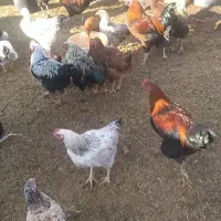تعداد ۱۵۰تا خروس همه جوان یک ساله|حیوانات مزرعه|بسطام, |دیوار