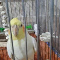 عروس هلندی|پرنده|کبودرآهنگ, |دیوار